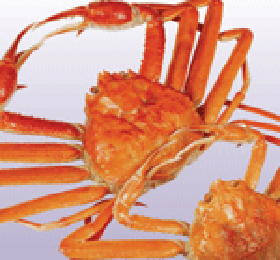 uljin snow crab